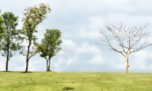 İslam Hukukunda Ahkâmın Değişebilirliği Açısından “Reform”