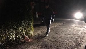 Almanya’da Cami İnşaatına Domuz Kafası Bırakıldı