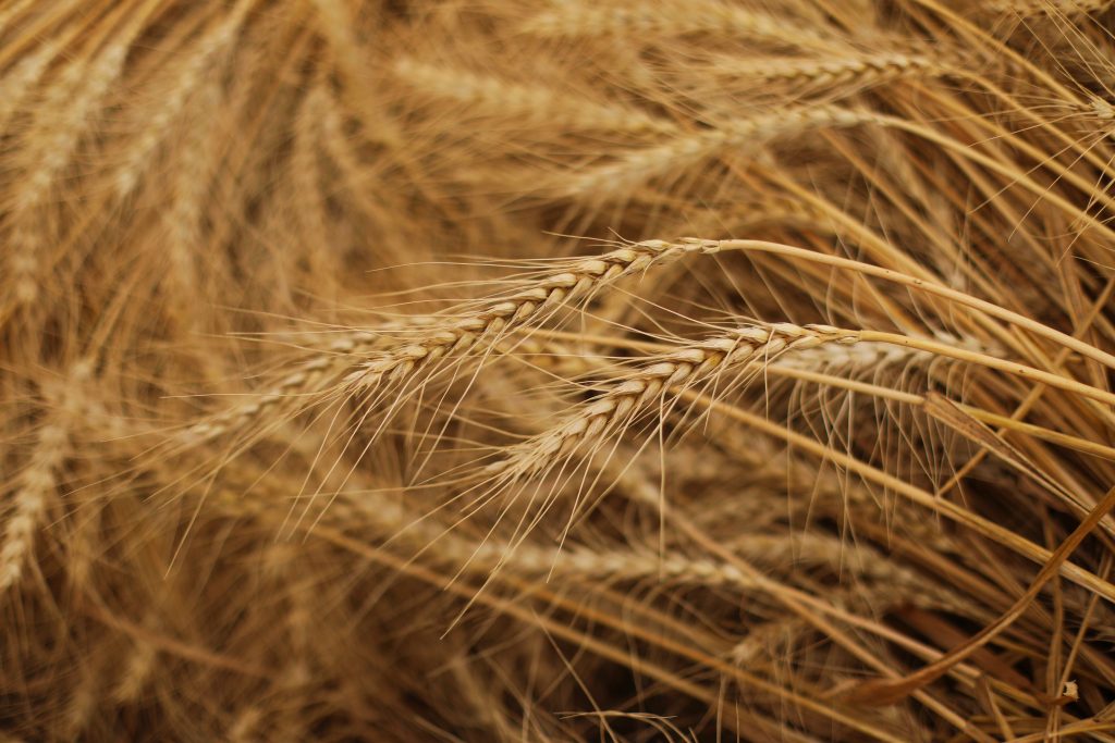 Ukrayna Milyonlarca Ton Tahılın İhracı İçin Çözüm Arayışında