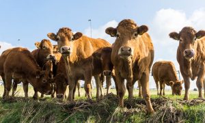 Bitkisel Et, Küresel Gıda Krizinde Bir Alternatif Olabilir mi?