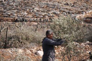 Filistin’de Bir Direniş Mevsimi Olarak Sonbahar: Zeytin Hasadı